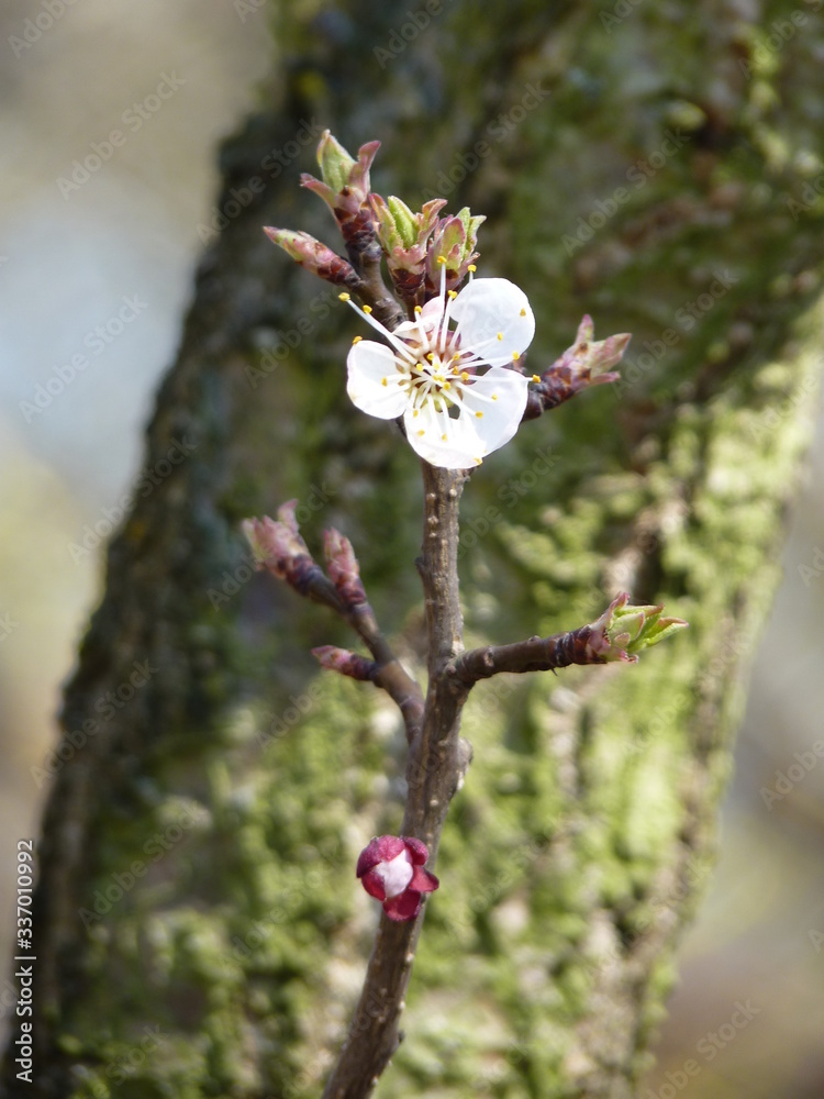 Flower of apricot tree Prunus sp. flowering in spring Flower of apricot tree Prunus sp. flowering in spring
