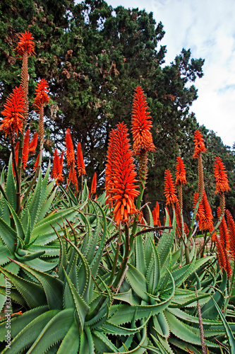 Tableau sur toile Aloe succotrina