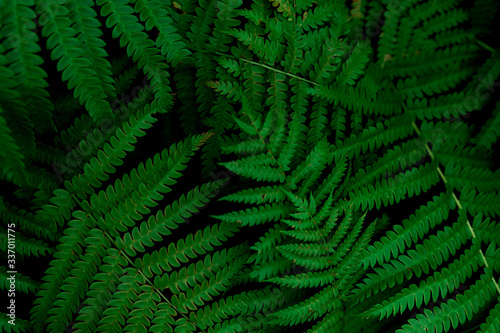 Common polypody (polypodium vulgare). Dark green fern fronds. Botanical foliage texture background. Dark green leaves pattern photo