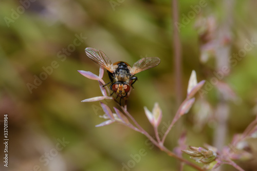 Front view of the Tachina fera, on a rosé leaf decoration