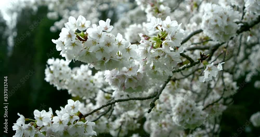 Close-up of a sprig of white lilac on a Sunny day against a background of green trees. They sway slightly in the light wind. Close-up of a sprig of white lilac on a Sunny day against a background of green trees. They sway slightly in the light wind.
