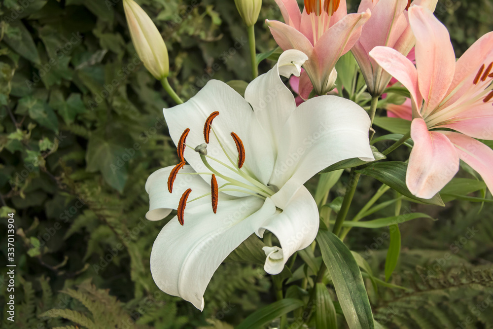 Fototapeta premium white lily in the garden