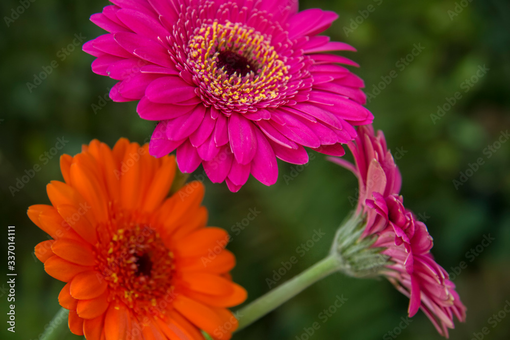Obraz premium pink gerber daisy