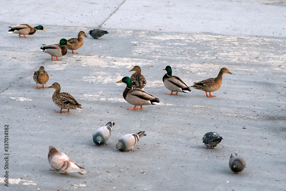 Fototapeta premium Mallard ducks on river's embankment with pigeons waiting for feeding in a spring time.