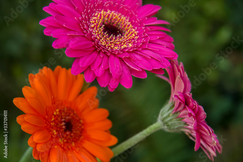 pink gerber daisy