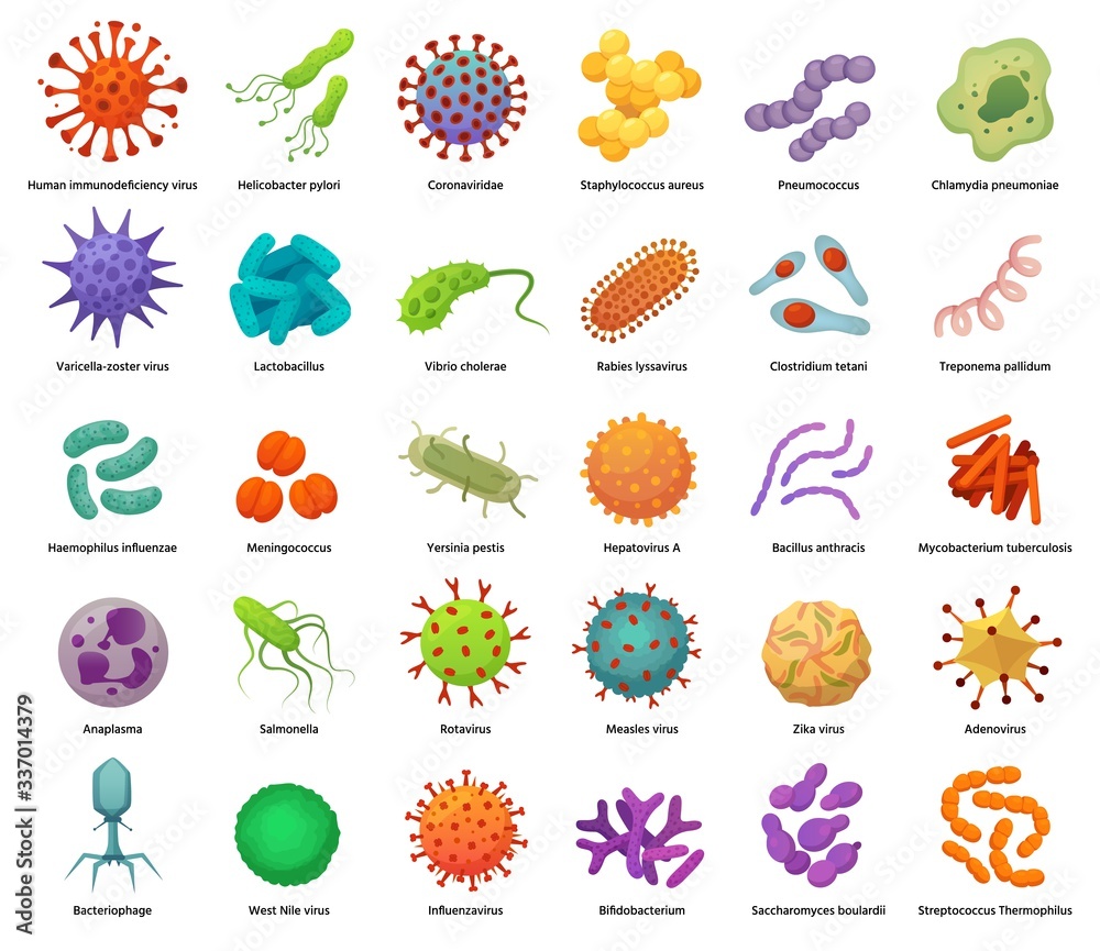 1.Herpesviruses. Causes of slow infections. HIV. DNA-genomic viruses. Adenovirus