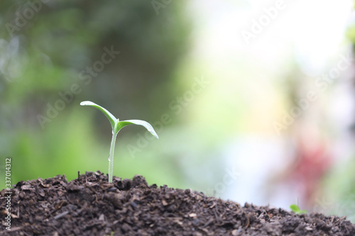 Young green sapling planting with water drop dew