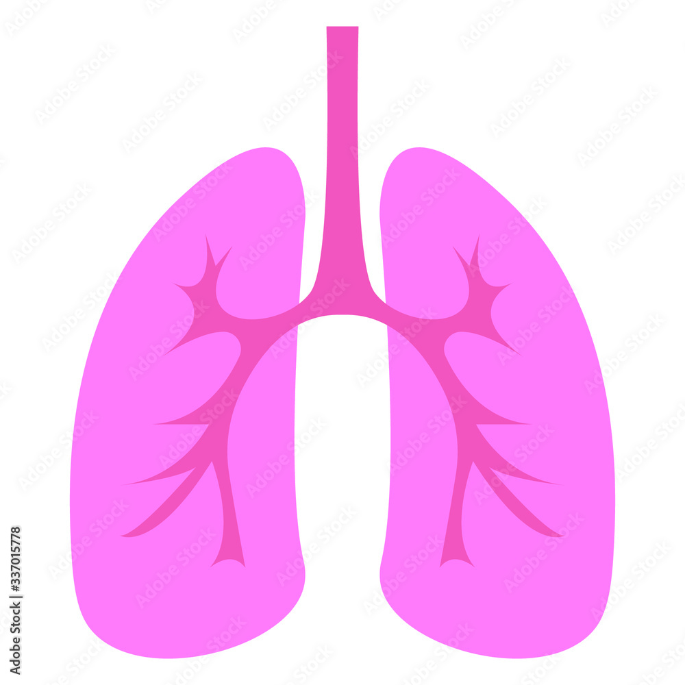 human lungs anatomy vector