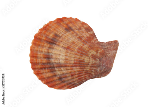 Red scallop seashell isolated on white background