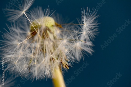 Fototapeta Naklejka Na Ścianę i Meble -  dandelion seed head