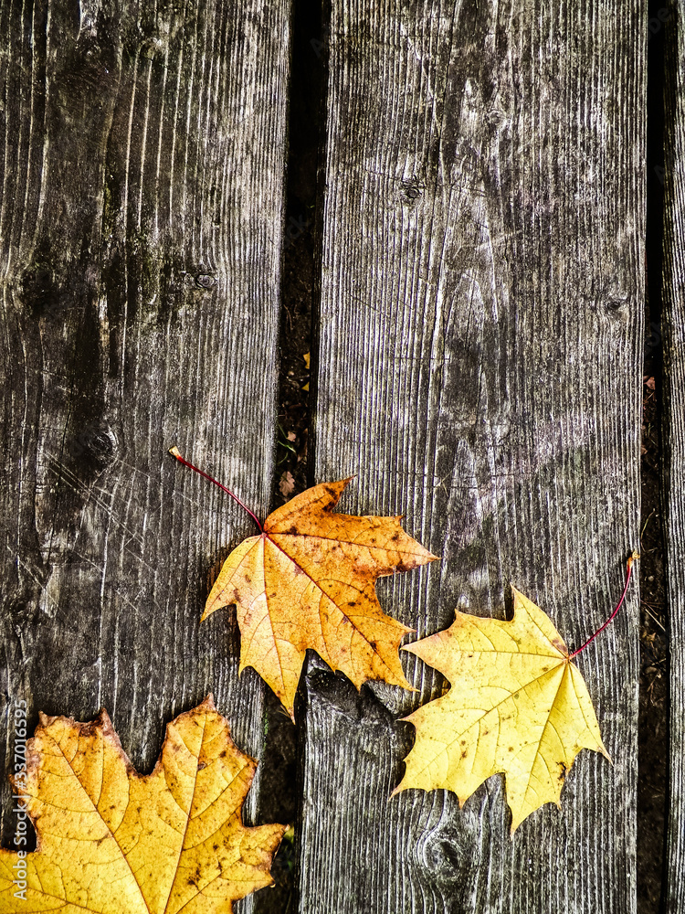 Yellow autumn leaves on wood as nature background.