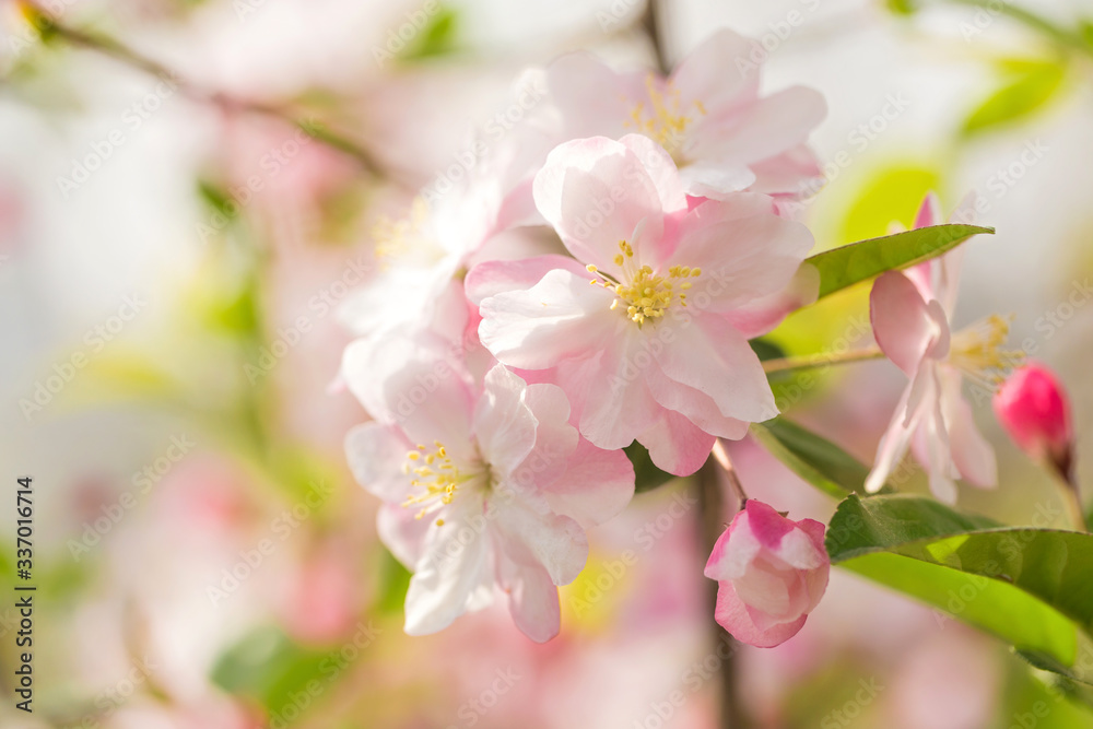 Beautiful fragrant Chinese flowering crabapple Beautiful fragrant Chinese flowering crabapple