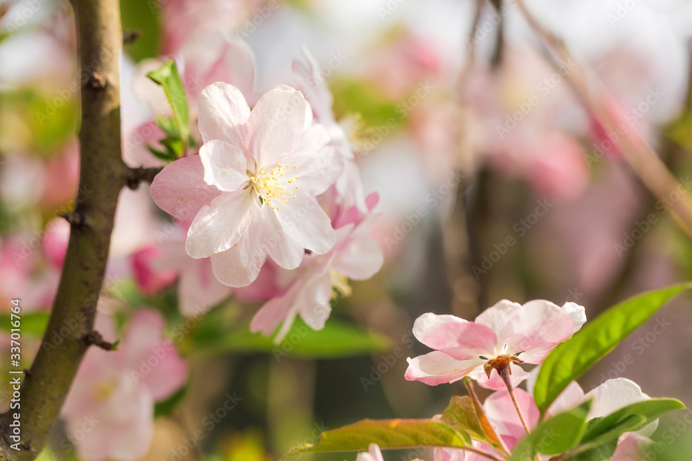 Beautiful fragrant Chinese flowering crabapple Beautiful fragrant Chinese flowering crabapple