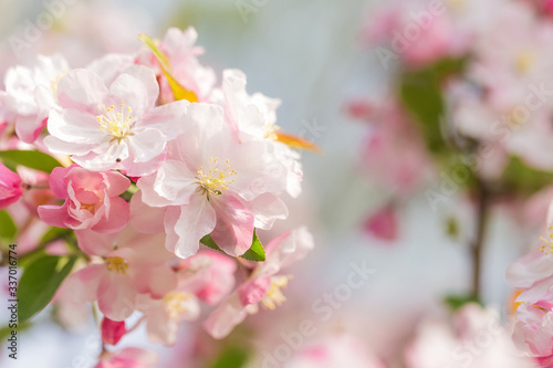 Beautiful fragrant Chinese flowering crabapple