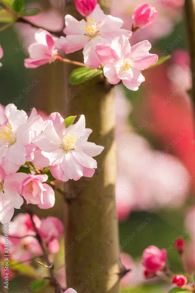 Beautiful fragrant Chinese flowering crabapple Beautiful fragrant Chinese flowering crabapple
