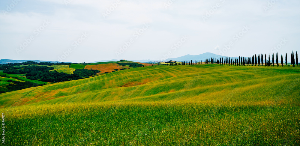 Traditional countryside and landscapes of beautiful Tuscany. Fields in golden colors and cypresses. Holiday, traveling concept. Agro tour of Europe. Vintage tone filter effect with noise and grain.