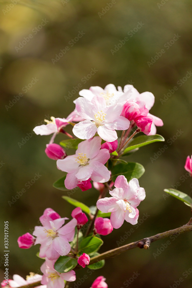 Beautiful fragrant Chinese flowering crabapple Beautiful fragrant Chinese flowering crabapple