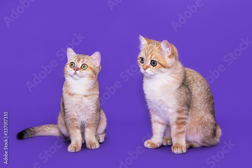 British small kittens on a purple background