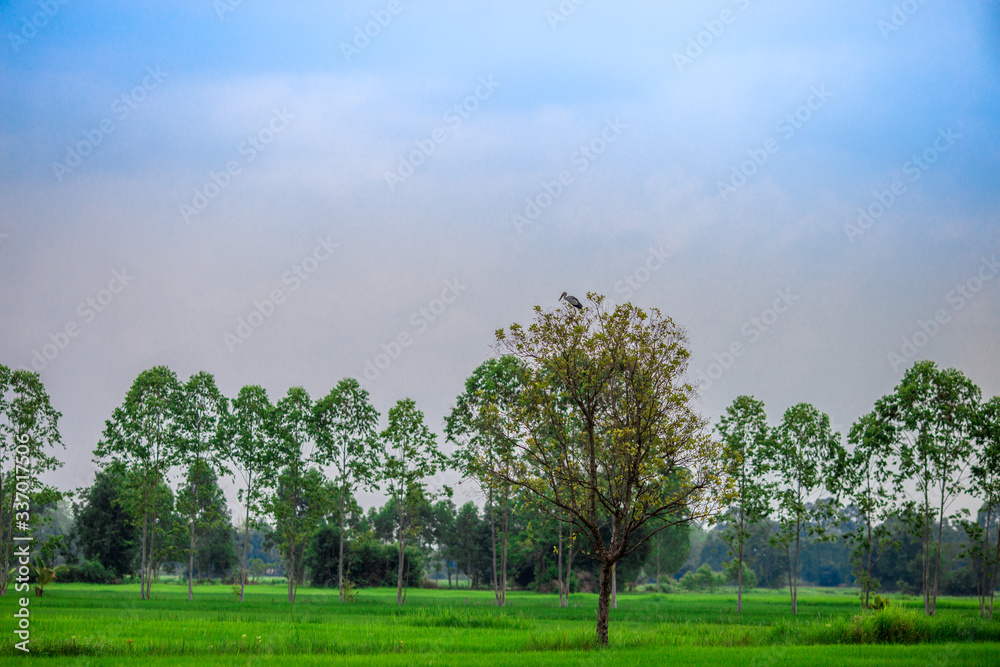 close up view of a green rice field And surrounded by various species of trees, seen in scenic spots or rural tourism routes,livelihoods for farmers