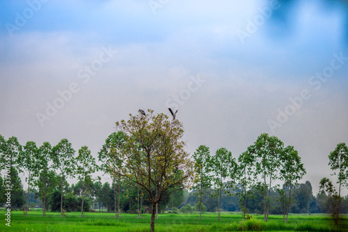 close up view of a green rice field And surrounded by various species of trees, seen in scenic spots or rural tourism routes,livelihoods for farmers