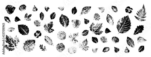 Set of leaf prints, natural texture.Objects isolated on a white background. Vector illustration.