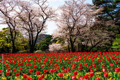 別府公園の桜