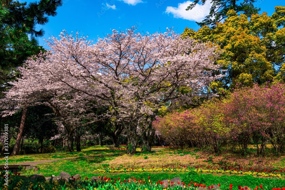 別府公園の桜 別府公園の桜