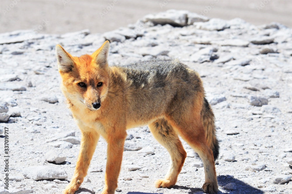 Fototapeta premium Zorro Bolivia 