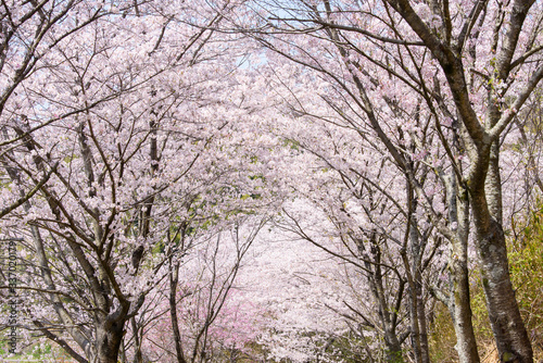 写真素材：桜、自然、風景、日本、晴れ、植物、花、樹木、桜並木