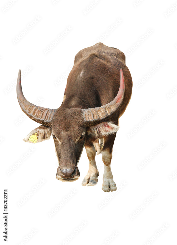 Obraz premium buffalo isolated on white background 
