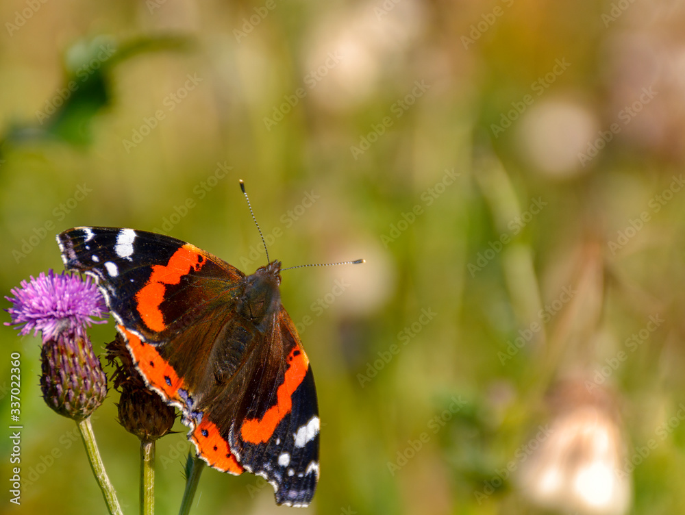 Butterfly Admiral on a flower. Blurred green background. Butterfly Admiral on a flower. Blurred green background.