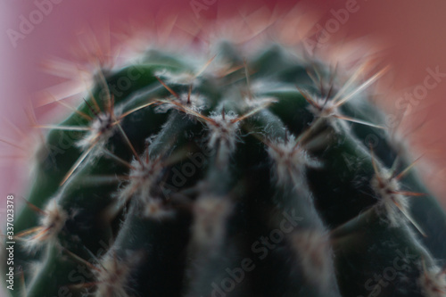 macro cactus beautiful home collection