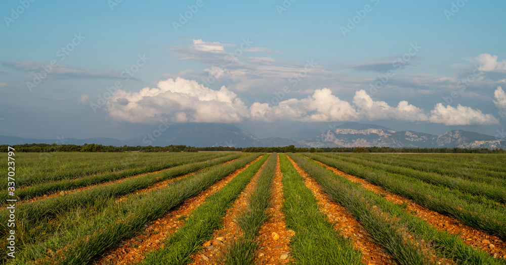 Green rows of lavender flowers in the field with perspective.Lavender green plants. Newly planted lavender. Industrialy growing lavender in rows. Small green bushes. Ecology and environment concept.