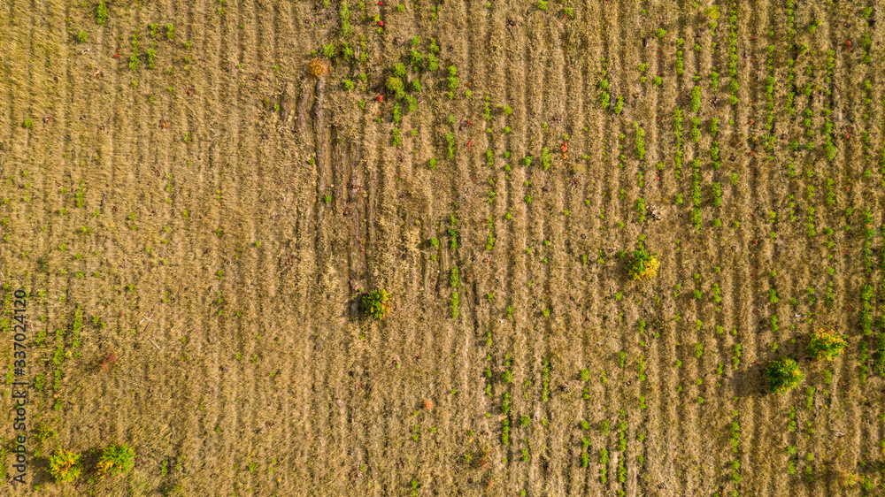 Obraz premium Aerial view from drone of earth surface and young forest with small trees on a summer day in the countryside. Natural foliage background.