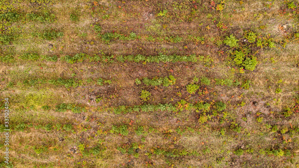 Aerial top down view of earth surface and young forest with small trees on a summer day in the countryside. Natural foliage background.
