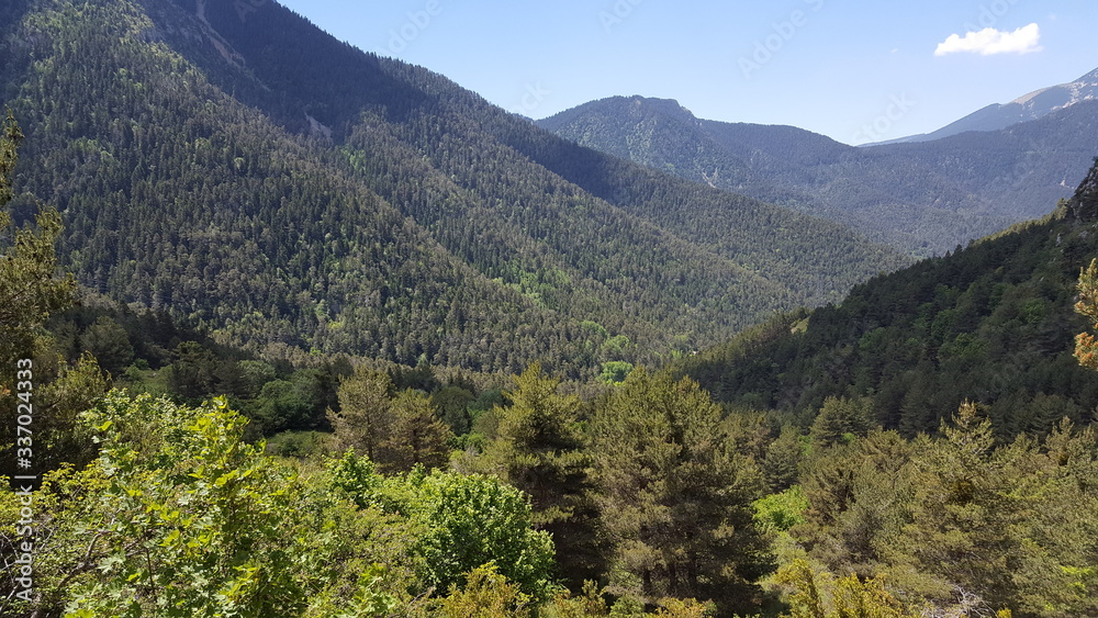 Conifer forest
Bosque de coniferas