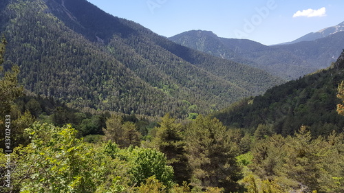 Conifer forest Bosque de coniferas