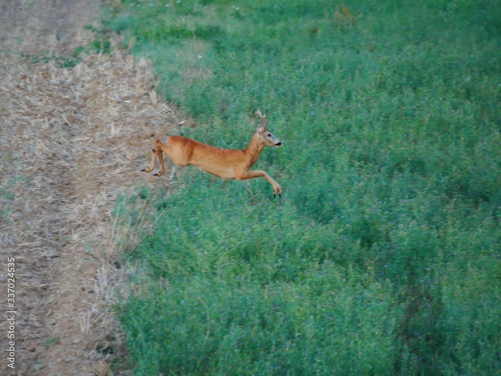 The roebuck