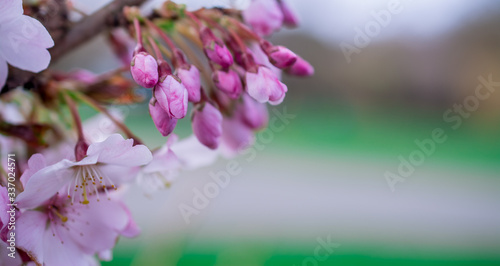 pink flowers of a lilac photo