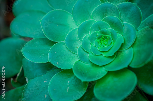 close up of a succulent plant photo