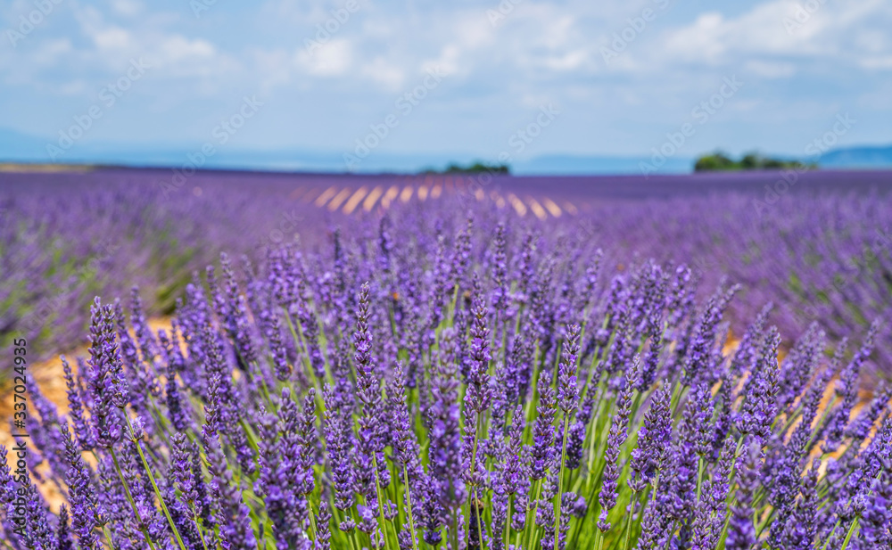 Colorful flowering lavender field in the day light at the mountains background. Wonderful landscape near Valensole. Provence, France.
