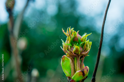close up of a flower photo