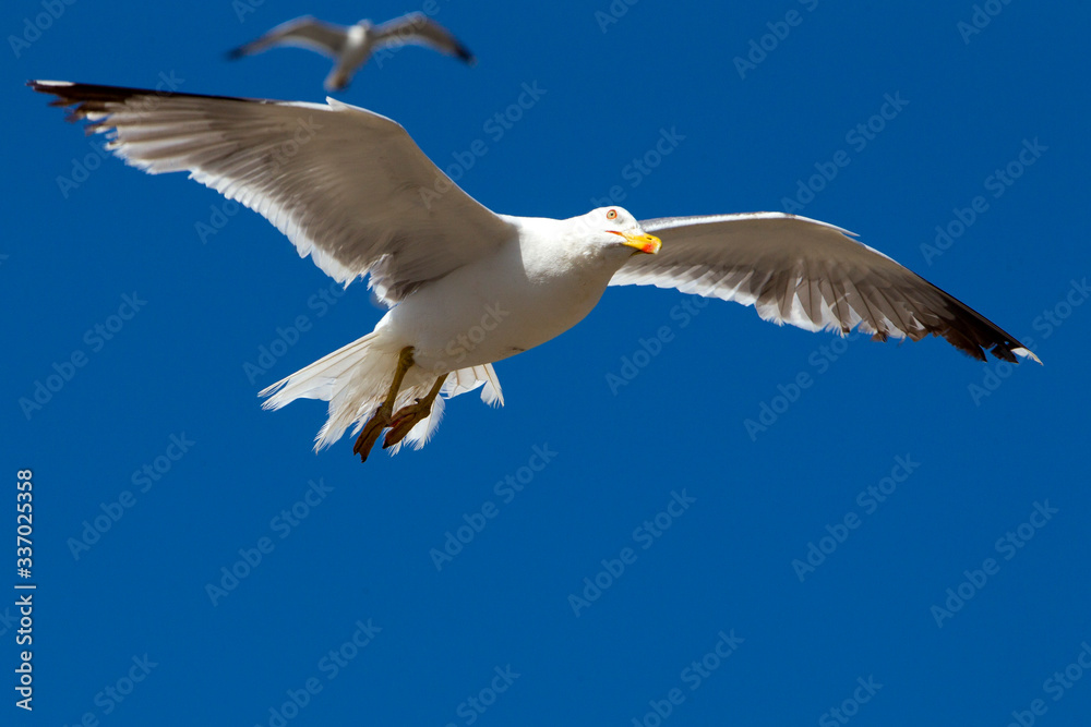 Fototapeta premium Maroc,Essaouira