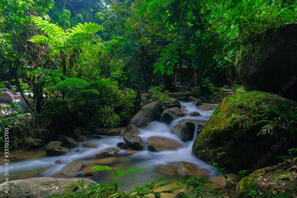 Beautiful stream in the middle of forest Beautiful stream in the middle of forest