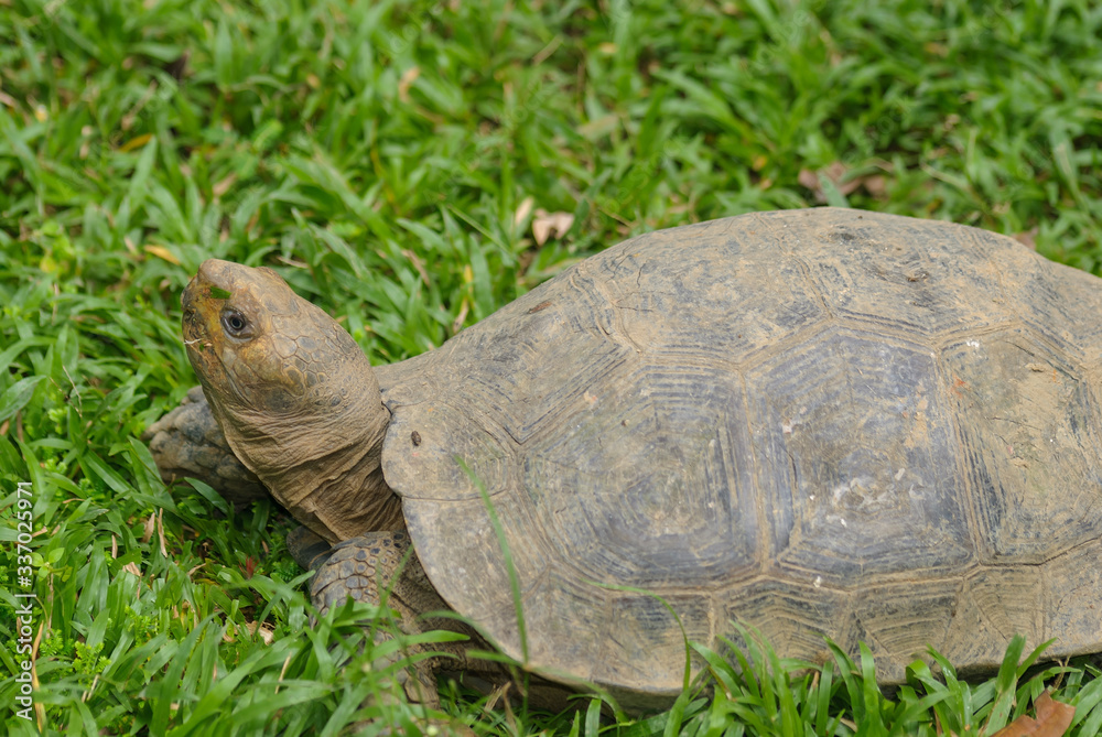 tortoise on grass