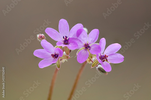 Erodium ciconium weed flower in the botanical family Geraniaceae photo
