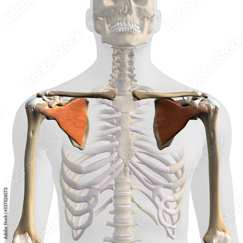 Subscapularis Muscles Isolated in Anterior View Anatomy on White Background	 photo