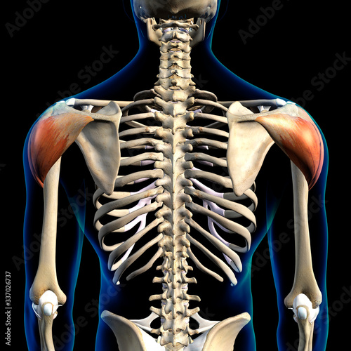 Deltoid Muscles Isolated in Posterior View Human Anatomy on Black Background 