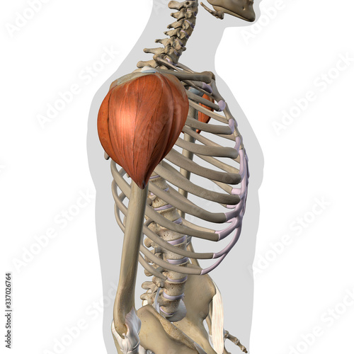 Deltoid Muscles Isolated in Lateral View Human Anatomy on White Background	 photo