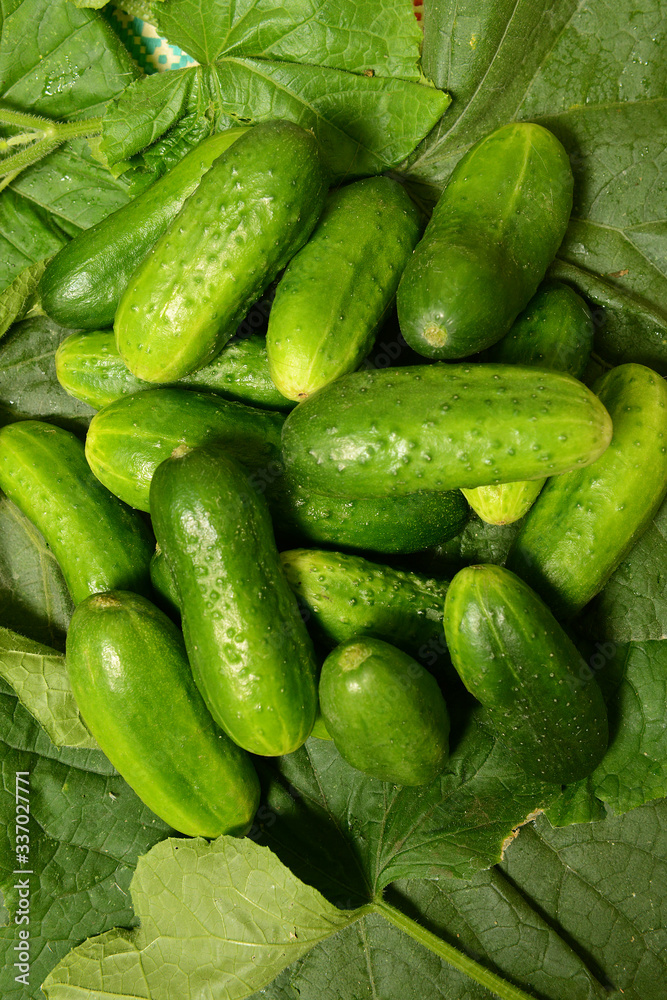 Fresh cucumbers lie together on green leaves. The texture of green vegetables. Fresh cucumbers lie together on green leaves. The texture of green vegetables.